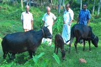 നാടൻ പശു സംരക്ഷണത്തിന്  ഒരു കൂട്ടായ്മ