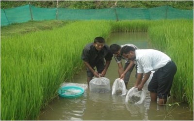 കൈപ്പാട്-പൊക്കാളി സംയോജിത മത്സ്യ-നെല്‍കൃഷിക്ക് ധനസഹായം