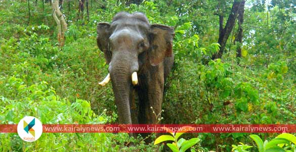 കോരുത്തോട്, മുക്കുഴിക്കു സമീപം ശബരിമല തീര്‍ത്ഥാടകനായ തമിഴ്നാട് സ്വദേശി കാട്ടാനയുടെ ചവിട്ടേറ്റ് മരിച്ചു