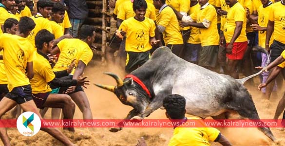 തമിഴ്‌നാട്ടിലെ പുതുക്കോട്ടയില്‍ ജെല്ലിക്കെട്ടിനിടെ കാളയുടെ കുത്തേറ്റ് രണ്ട് പേര്‍ മരിച്ചു