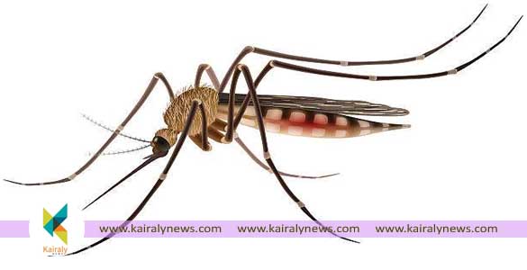 വെസ്റ്റ് നെയില്‍ വൈറസ് പനി; ചികിത്സയില്‍ കഴിഞ്ഞിരുന്ന ആറുവയസ്സുകാരന്‍ മരിച്ചു