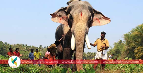 തെച്ചിക്കോട്ട് കാവ് രാമചന്ദ്രനെ എഴുന്നള്ളിക്കരുത്; ഉത്തരവിനെതിരെ ആനപ്രേമികളും ഉടമകളും