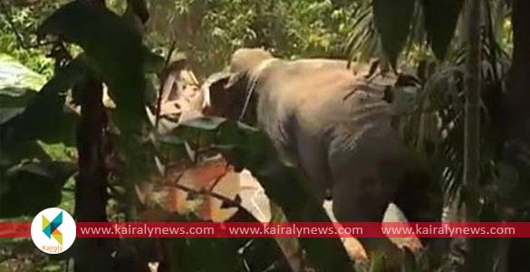 വര്‍ക്കല ഇടവയില്‍ ആന ചുഴറ്റിയെറിഞ്ഞ രണ്ടാം പാപ്പാന്‍ മരിച്ചു; പ്രകോപനത്തിന് കാരണം തീറ്റ നല്‍കാന്‍ വൈകിയത്