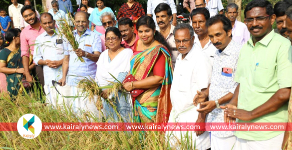 നൂറുമേനി വിളഞ്ഞ കാലടി വരിക്കപ്പാടത്ത് ആവേശമായ് കൊയ്ത്തുത്സവം