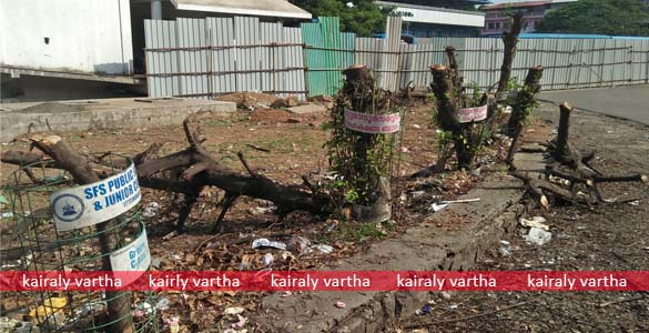 പരിസ്ഥിതി ദിനത്തില്‍ നട്ട മരങ്ങള്‍ പരിസ്ഥിതിദിനത്തില്‍ തന്നെ  വെട്ടിമാറ്റി ഏറ്റുമാനൂര്‍ നഗരസഭ