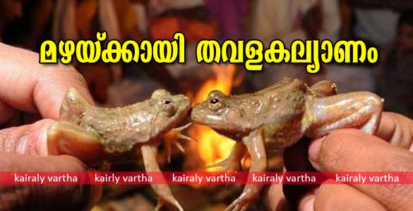 മഴയ്ക്കായി തവളക്കല്യാണം; സദ്യയ്ക്കും പൂജയ്ക്കും ശേഷം വധൂവരന്മാരെ ഹണിമൂണിന് വിട്ട് ഉഡുപ്പിക്കാര്‍