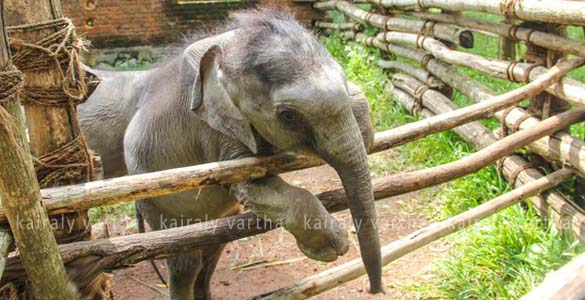 രാജ്യത്തെ ആദ്യ അന്തര്‍ദേശീയ ആന പുരധിവാസകേന്ദ്രം കോട്ടൂരില്‍; നിര്‍മ്മാണോദ്ഘാടനം 23ന്