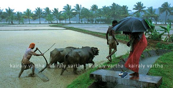 തിരുവാതിര ഞാറ്റുവേലയ്ക്ക് തുടക്കമായി; വിത്തുകളും തൈകളുമായി കൃഷിഭവനുകള്‍