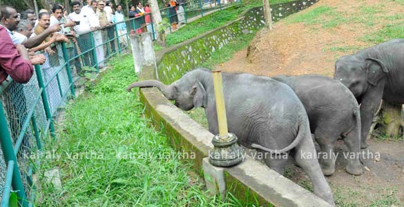 കാപ്പുകാട് കോട്ടൂര്‍ ആനപുനരധിവാസ കേന്ദ്രം: ഒന്നാം ഘട്ട നവീകരണ പ്രവര്‍ത്തനങ്ങള്‍ക്ക് തുടക്കമായി