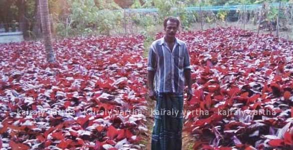 പ്രളയം നാമാവശേഷമാക്കിയ കൃഷിയിടത്തില്‍ വീണ്ടും വിജയചരിത്രം കുറിക്കാനൊരുങ്ങി വിജയകുമാര്‍