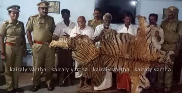 കടുവാത്തോല്‍ വില്‍ക്കാന്‍ ശ്രമിക്കുന്നതിനിടെ തമിഴ്നാട്ടില്‍ നിന്നുള്ള അഞ്ചംഗ സംഘം കുമളിയില്‍ അറസ്റ്റില്‍