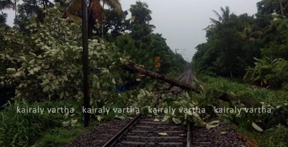 ട്രാക്കില്‍ മരം വീണു: ആലപ്പുഴ വഴി ട്രയിന്‍ ഗതാഗതം നിലച്ചു; ട്രയിനുകള്‍ കോട്ടയം വഴി തിരിച്ചുവിട്ടു