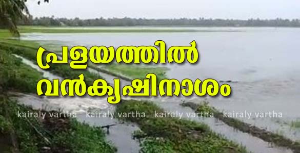 ഏറ്റുമാനൂരില്‍ 5300 ഏക്കര്‍ നെല്‍കൃഷി വെള്ളത്തില്‍; പ്രളയത്തിൽ വൻ കൃഷി നാശം