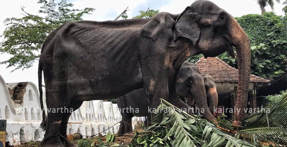 പട്ടിണി കിടന്ന് മൃതപ്രായയായ ആനയെ അലങ്കരിച്ച് ഉത്സവത്തിന് എഴുന്നെള്ളിച്ചെന്ന് പരാതി