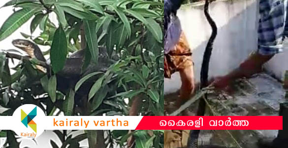 മംഗലം ഡാമിനടുത്ത് പൊന്‍കണ്ടത്ത് വീട്ട് വളപ്പിൽ നിന്നും രാജവെമ്പാലയെ പിടികൂടി