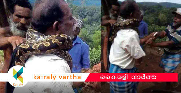 നെയ്യാര്‍ ഡാമിന് സമീപം തൊഴിലുറപ്പ് ജോലിക്കിടെ തൊഴിലാളിയുടെ കഴുത്തില്‍ പെരുമ്പാമ്പ് ചുറ്റി