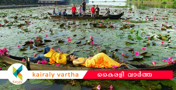 സഞ്ചാരികള്‍ക്ക് പറുദീസയൊരുക്കി കുമരകം വേമ്പനാട്ട് കായലിലും ആമ്പല്‍ വസന്തം