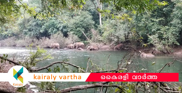 രാത്രിയിലെ ഇറക്കം പഴയ കഥ; കോരുത്തോട്ടിൽ പട്ടാപകലും ഭീതി പരത്തി കാട്ടാന കൂട്ടം ജനവാസ കേന്ദ്രത്തിൽ