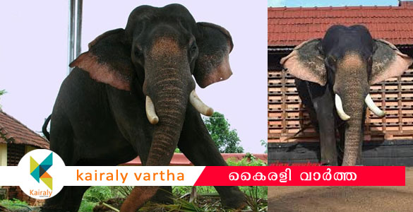 കുമരകം ചെങ്ങളത്ത് ഇടഞ്ഞ ആനയുടെ പുറത്തു നിന്നു വീണു പാപ്പാന് ദാരുണാന്ത്യം
