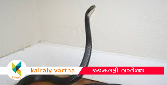 സ്കൂളിൽ വീണ്ടും പാമ്പ്:  ചാലക്കുടിയിൽ പാമ്പുകടിയേറ്റ വിദ്യാർഥി ആശുപത്രിയിൽ