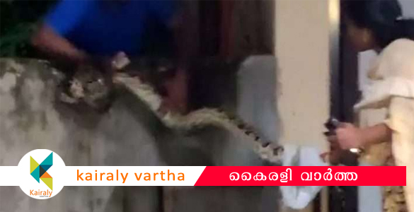 തിരുവനന്തപുരം വിമാനത്താവളത്തില്‍ പെരുമ്പാമ്പിനെ പിടികൂടി; വിദേശത്തേയ്ക്ക് കടത്താന്‍ ശ്രമിച്ചതാണെന്ന് സംശയം