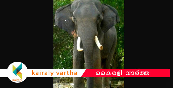 ശാസ്താംകോട്ട നീലകണ്ഠൻ: പരിചരണം നല്‍കുന്നില്ലെന്ന വാർത്ത വസ്തുതാവിരുദ്ധം - വനംവകുപ്പ്