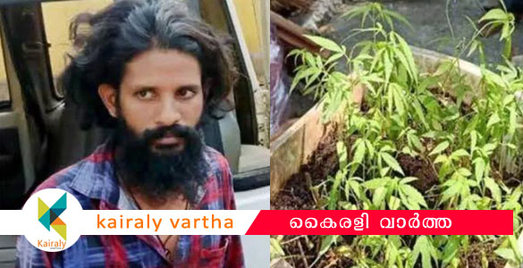 പച്ചക്കറികൾക്കൊപ്പം കഞ്ചാവ് കൃഷിയും: എഞ്ചിനിയറിംഗ് ബിരുദധാരി അറസ്റ്റിൽ