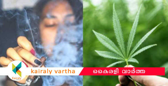 സ്കോര്‍, ജോയിന്‍റ്, ഹാള്‍ട്ട്... ; കഞ്ചാവ് മാഫിയായില്‍ പുതിയ കോഡുകളുമായി പെണ്‍കുട്ടികളും