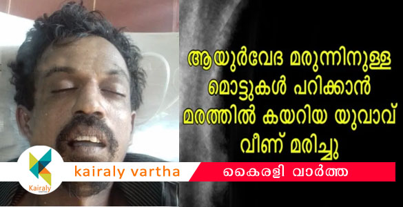 ആയുർവേദ മരുന്നിനുള്ള മൊട്ടുകൾ പറിക്കാൻ മരത്തിൽ കയറിയ യുവാവ് വീണ് മരിച്ചു