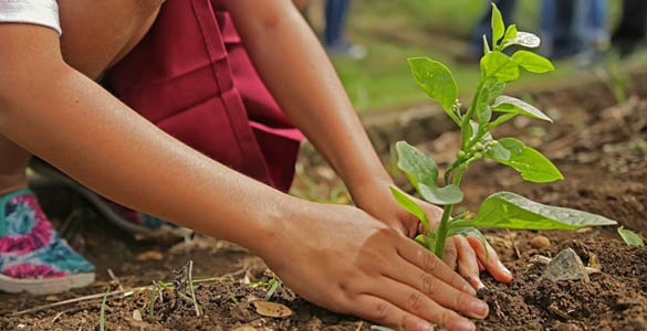 ഒരുകോടി തൈ വിതരണവുമായി കൃഷി വകുപ്പ്; ഒന്നാം ഘട്ടത്തിന് ഇന്ന് തുടക്കം