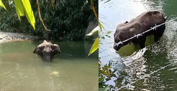 പടക്കം നിറച്ച പൈനാപ്പിൾ: ആന കൊല്ലപ്പെട്ട സംഭവത്തില്‍ മലപ്പുറം സ്വദേശി അറസ്റ്റിൽ