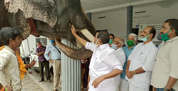 ആനകള്‍ക്കും പശുക്കള്‍ക്കും ഭക്ഷണം: കോട്ടയത്ത് സര്‍ക്കാര്‍ ചിലവിട്ടത്  30.89  ലക്ഷം രൂപ