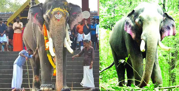 ഗജരാജൻ കോങ്ങാട് കുട്ടിശങ്കരൻ ചരിഞ്ഞു; ഓർമയായത് വള്ളുവനാടൻ ഗ്രാമ‌ത്തിന്‍റെ അഹങ്കാരം