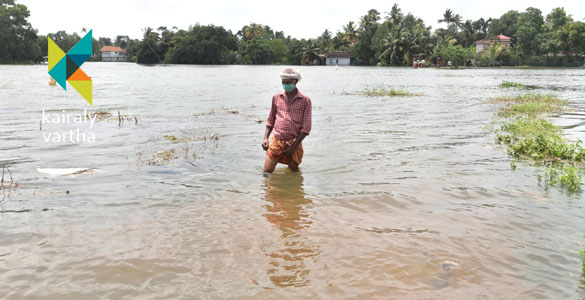 2849 ഹെക്ടറിലെ നെല്‍കൃഷി നശിച്ചു; കാര്‍ഷിക മേഖലയില്‍ 74.79 കോടിയുടെ നഷ്ടം