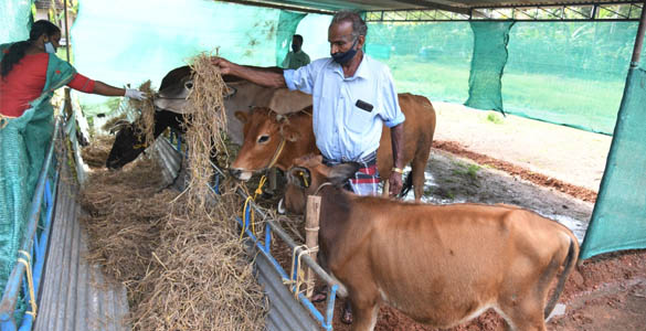 എട്ടംഗ കുടുംബം കോവിഡ് ചികിത്സയില്‍; അഞ്ചു പശുക്കള്‍ സര്‍ക്കാര്‍ സംരക്ഷണത്തില്‍