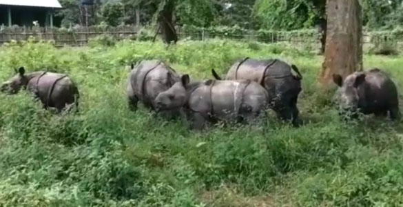 പ്രളയത്തില്‍ നിന്ന് രക്ഷപ്പെട്ട 'ഏഴു കുഞ്ഞുങ്ങൾ' കളിച്ച് മദിച്ച് കാസിരംഗയില്‍