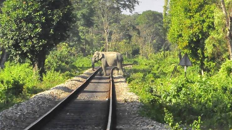 ട്രയി​നി​ടി​ച്ച് കാ​ട്ടാ​ന​യ്ക്ക് ഗു​രു​ത​ര പ​രി​ക്ക്; സംഭവം കേ​ര​ള - ത​മി​ഴ്നാ​ട് അ​തി​ർ​ത്തി​യിൽ