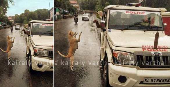 നടുറോഡില്‍ പൊലീസിന് തെരുവ് നായയുടെ സല്യൂട്ട്;  രസകരമായി അടിക്കുറിപ്പ് മത്സരവും