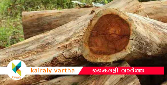 പട്ടയ ഭൂമിയിലെ മരം മുറിക്കാനുള്ള ഉത്തരവ്; ആശങ്ക പ്രകടിപ്പിച്ച് ഹൈക്കോടതി