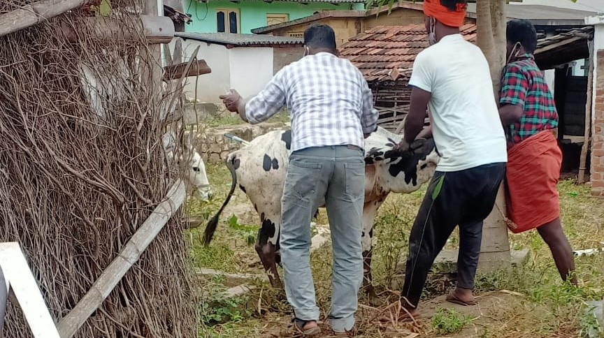 കുളമ്പുരോഗം: പാലക്കാട്  ജില്ലയില്‍ പ്രതിരോധ വാക്‌സിനേഷന്‍ ഊര്‍ജിതമാക്കി