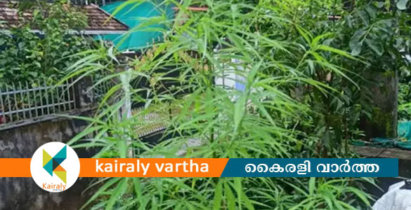 ചങ്ങനാശ്ശേരിയിലെ വീട്ടുവളപ്പില്‍ ആറടി ഉയരത്തില്‍ കഞ്ചാവ് ചെടി; ഗൃഹനാഥനെതിരെ കേസ്