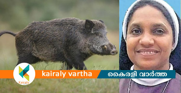 കാട്ടുപന്നിയെ കൊല്ലാൻ കന്യാസ്ത്രീ ഉള്‍പ്പെടെ 13 പേർക്ക് ഹൈക്കോടതി അനുമതി