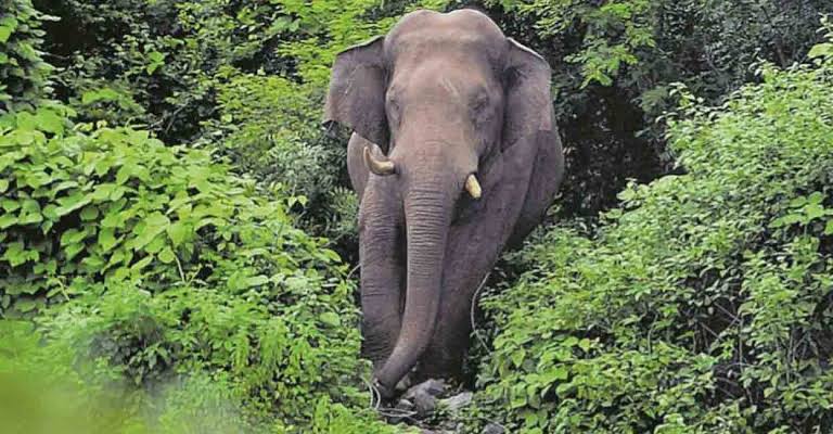 അട്ടപ്പാടിയിലെ കൃഷിയിടങ്ങളില്‍ ആനശല്യം കുറയ്ക്കാന്‍ ചക്കയും മാങ്ങയും സംഭരിക്കും