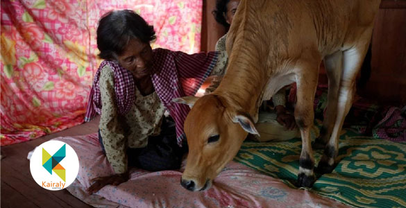 ഭർത്താവിന്‍റെ പുനർജ്ജന്മം; പശുക്കുട്ടിയെ വിവാഹം ചെയ്ത് വയോധിക