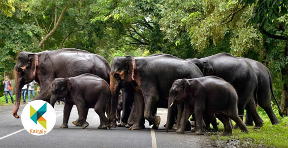 അതിരപ്പിള്ളിയിൽ കാട്ടാന വിനോദസഞ്ചാരിയെ ആക്രമിച്ചു