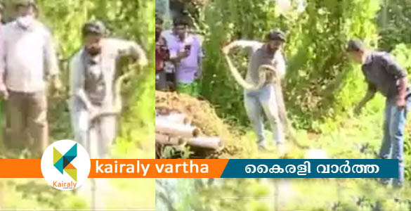 പൈപ്പിൽ നിറയെ പാമ്പ്: വാട്ടർ അതോറിറ്റി കോമ്പൗണ്ടിൽ നിന്നും ഏഴ് പെരുമ്പാമ്പുകളെ പിടികൂടി