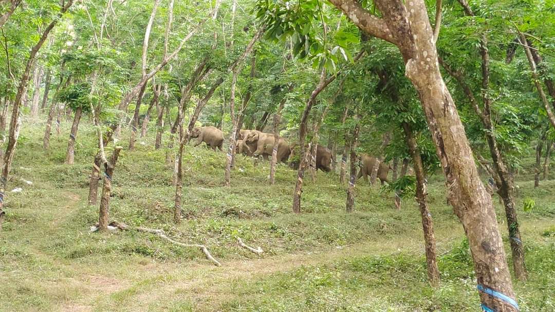 ചെത്ത് തൊഴിലാളിയുടെ മരണം: ആറളം ഫാമിൽ നിന്നും 21 ആനകളെ വനത്തിലേക്ക് തുരത്തി