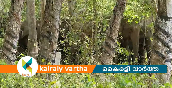 തൃശ്ശൂരില്‍ റബര്‍ എസ്റ്റേറ്റില്‍ നാല്‍പ്പതിലേറെ കാട്ടാനകള്‍; കാടുകയറ്റാന്‍ ശ്രമം തുടരുന്നു