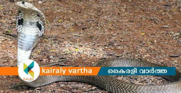 മൂര്‍ഖന്‍റെ 'പ്രതികാരം'; ഏഴു മാസത്തിനിടെ യുവാവിനെ പാമ്പ് കടിച്ചത് ഏഴ് തവണ