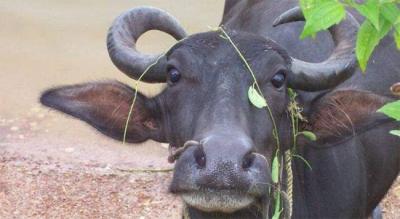 വ്യാ​പാ​ര സ​മു​ച്ച​യ​ത്തി​ലേ​ക്ക് പോ​ത്ത് വി​ര​ണ്ടോ​ടി; നി​ര​വ​ധി​ പേർ​ക്ക് പ​രി​ക്ക്